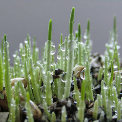 Close-up of succulent plant