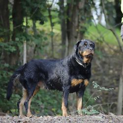 Black dog looking away