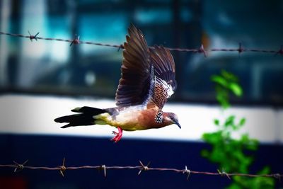 Close-up of bird flying