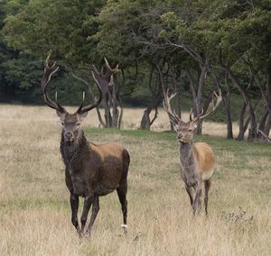 Deer standing in a field