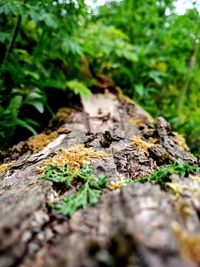 Close-up of lizard on tree trunk