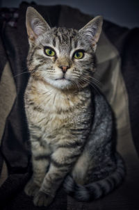 Close-up portrait of tabby cat