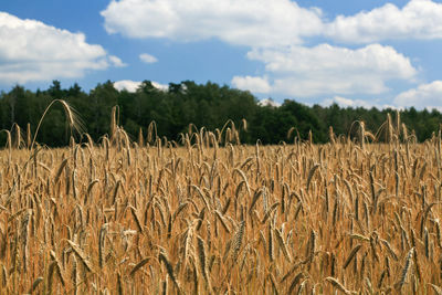 Wheath crop