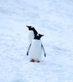 Two gentoo penguins in the snow in antarctica