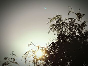 Low angle view of silhouette trees against sky during sunset