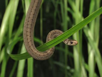 Close-up of snake on grass