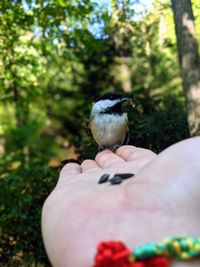 Person holding bird perching on hand