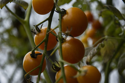 Close-up of fruits on tree