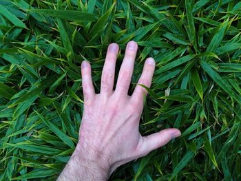 Hand on grassy field