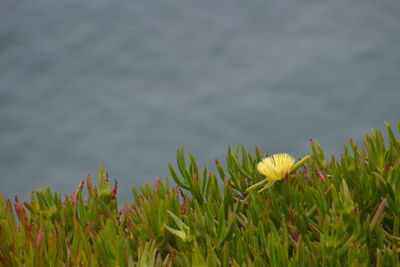 Close-up of yellow flowers growing in field