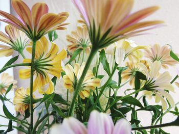 Close-up of daisy flowers