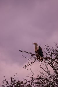 Low angle view of bird perching on branch against sky