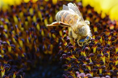 Close-up of bee on flower