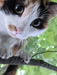 Close-up of cat