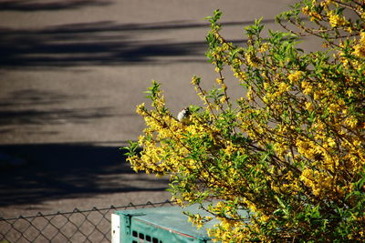 Plant against yellow water