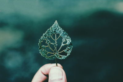 Close-up of hand holding leaf