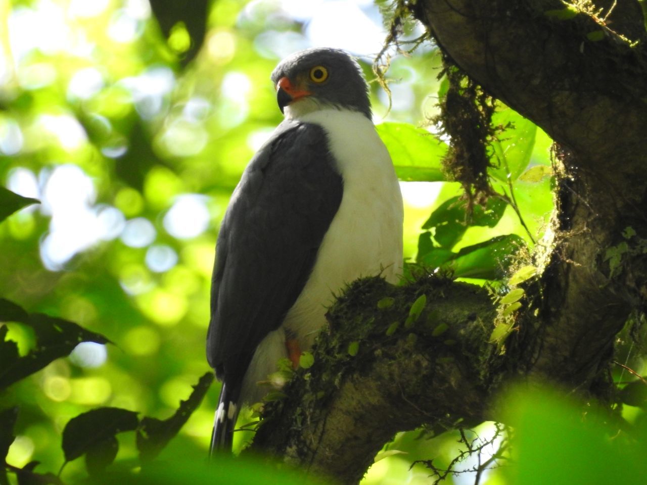 animal themes, animal, vertebrate, tree, bird, animal wildlife, one animal, plant, animals in the wild, branch, perching, low angle view, day, nature, focus on foreground, no people, green color, outdoors, looking, tree trunk