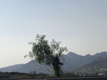 Tree against mountain range against clear sky