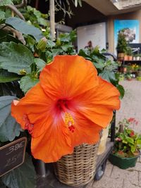 Close-up of orange flower pot