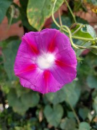 Close-up of purple flower blooming outdoors