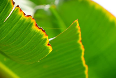 Close-up of green leaves on plant