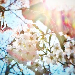 Low angle view of blooming tree against sky