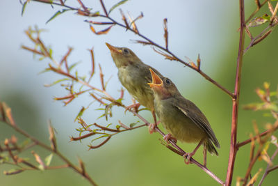 Young bar winged prinia on tree branch