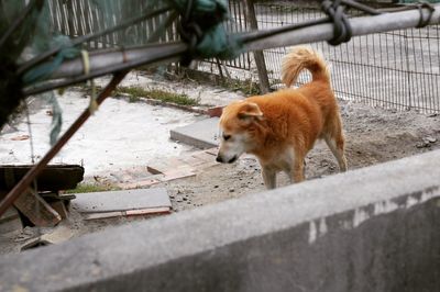 Dog on floor