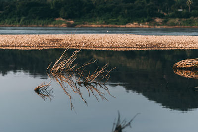 Reflection of tree in lake