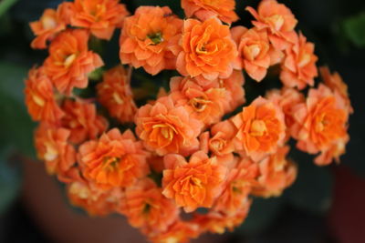 Close-up of orange flowers