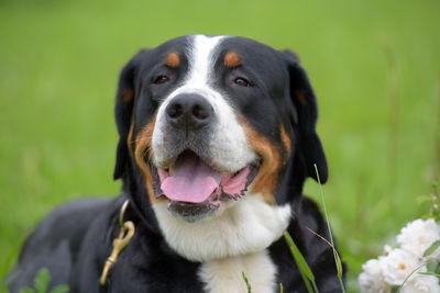 Close-up of dog looking away