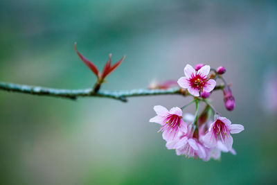 Close-up of pink cherry blossoms