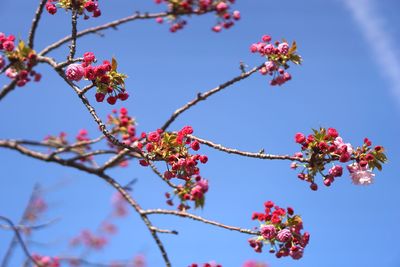 Low angle view of flowering tree against blue sky