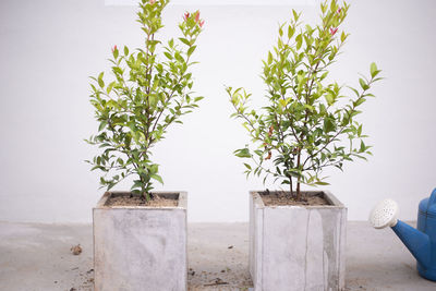 Close-up of potted plant against wall