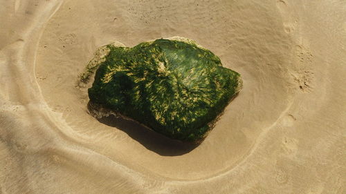 High angle view of plant on beach