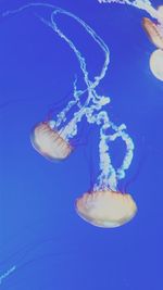 Close-up of jellyfish against blue background