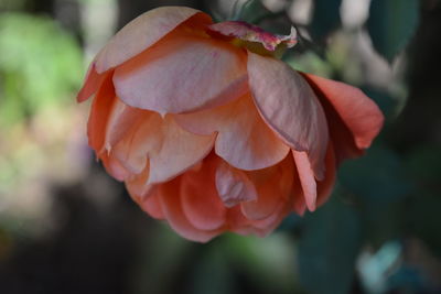 Close-up of rose against blurred background