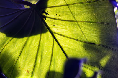 Close-up of green leaves on plant