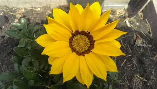 Close-up of yellow flower