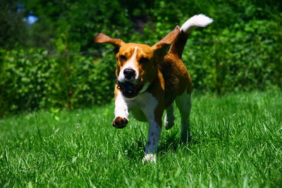 Dog on field