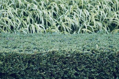 Full frame shot of plants