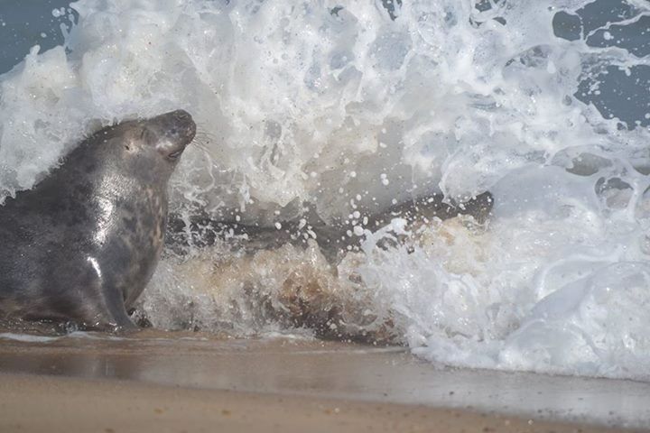 animal themes, water, one animal, mammal, domestic animals, pets, dog, splashing, motion, animals in the wild, two animals, nature, waterfront, high angle view, wet, day, wildlife, swimming, outdoors, surf