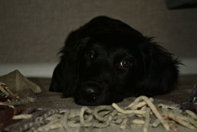 Close-up portrait of black dog