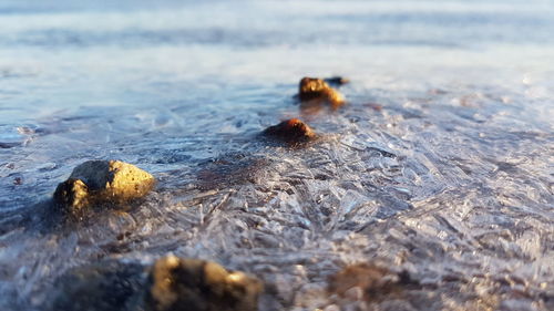 Close-up of stones on a frozen watersurface 