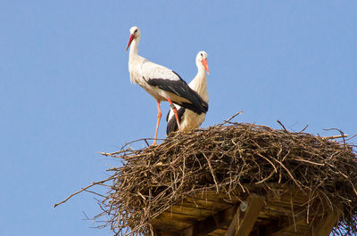 Low angle view of birds in nest against clear blue sky