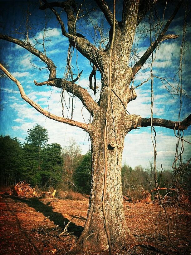 bare tree, sky, tree, tree trunk, tranquility, branch, field, nature, dry, grass, wood - material, landscape, growth, dead plant, tranquil scene, day, no people, outdoors, cloud - sky, plant