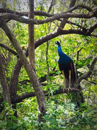 Close-up of peacock perching on tree