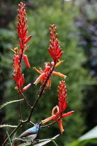 Close-up of red flowering plant