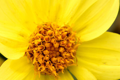 Close-up of yellow flower pollen