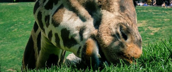 Horse grazing on grassy field